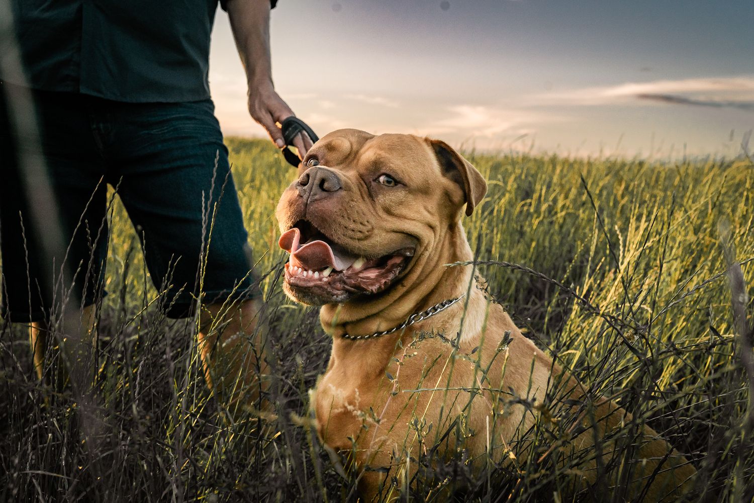 Joyful brown dog sitting in tall grass field during golden hour.