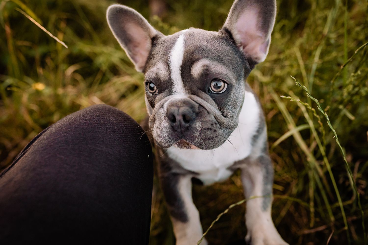 Close-up portrait of a French Bulldog with distinctive black and white markings in tall grass.