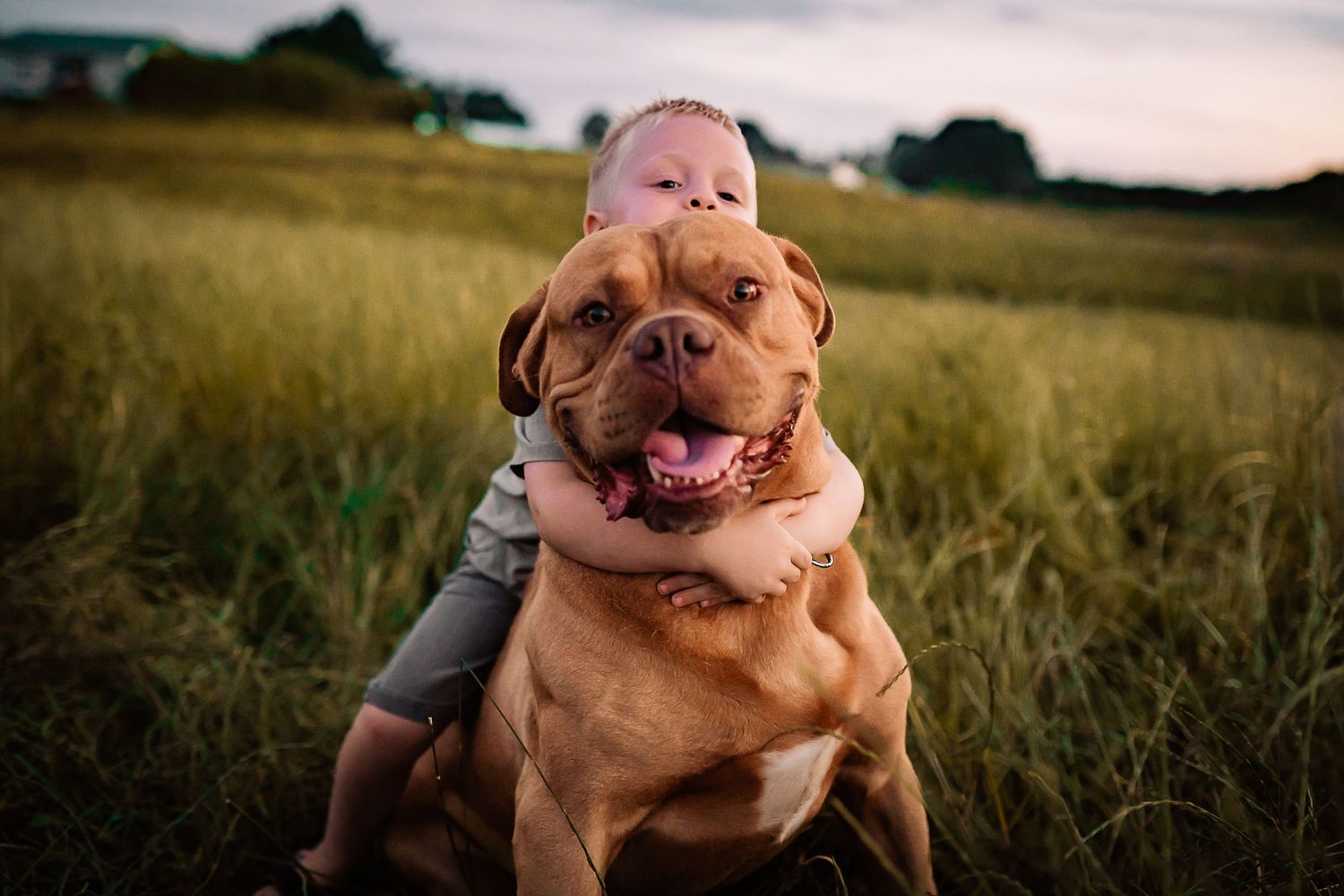 Happy brown dog playing outdoors in a grassy field at sunset.