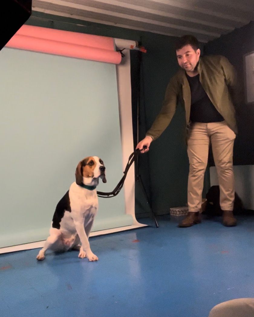 Beagle in Pop up dog studio by Lucy Reeve