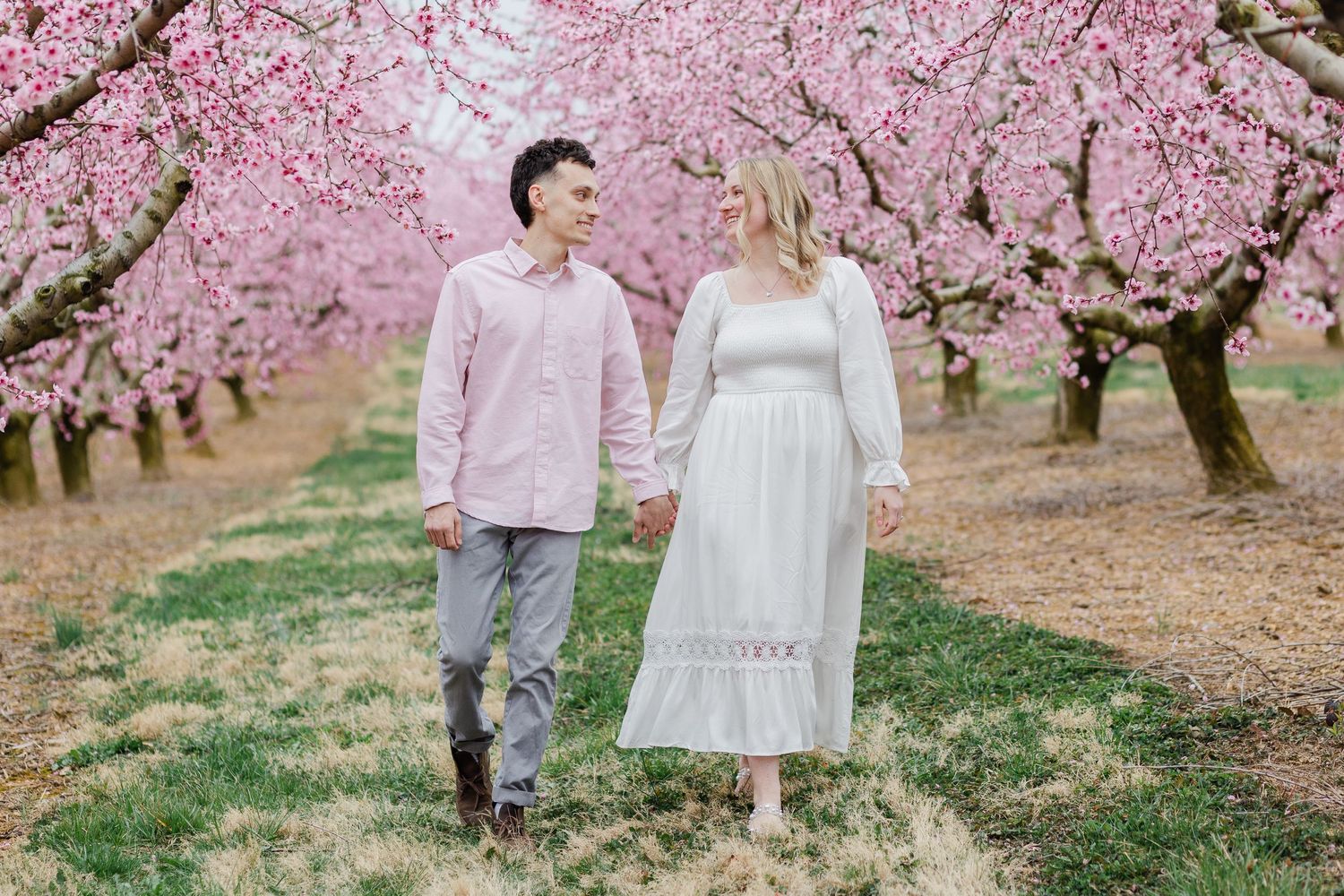 Couple walking hand in hand through blooming pink cherry blossom orchard.