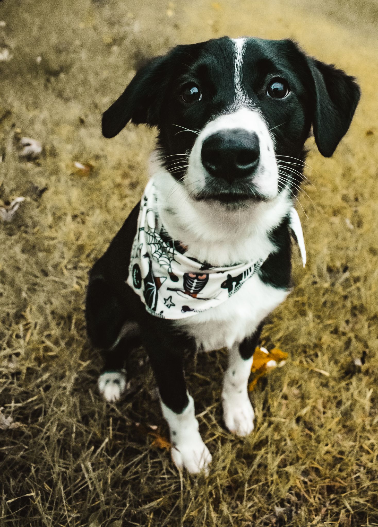 Black and white border collie mix wearing a patterned bandana sits in dry grass.