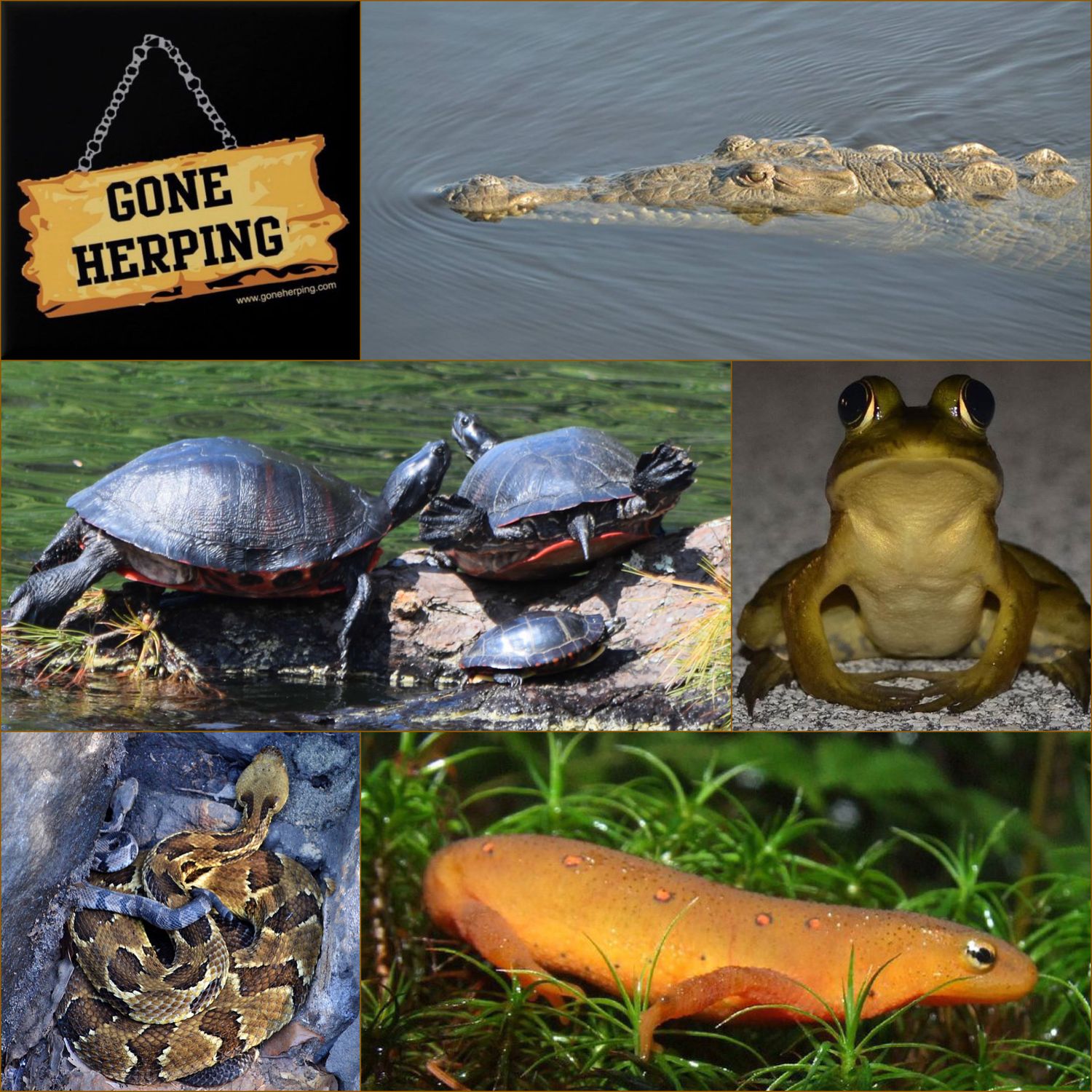 Gone Herping