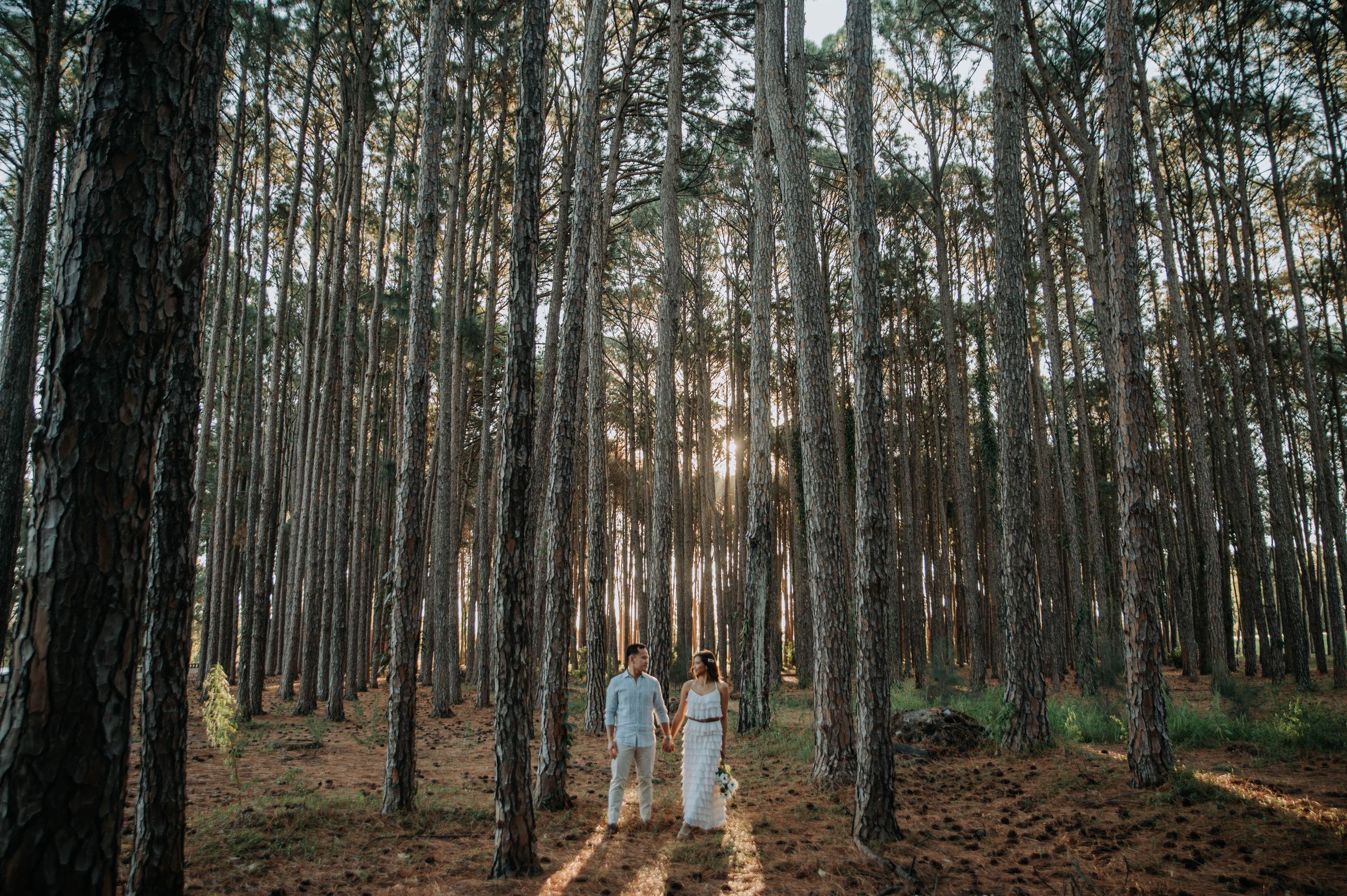 Two figures walking hand in hand through tall pine forest with sunlight filtering through trees.