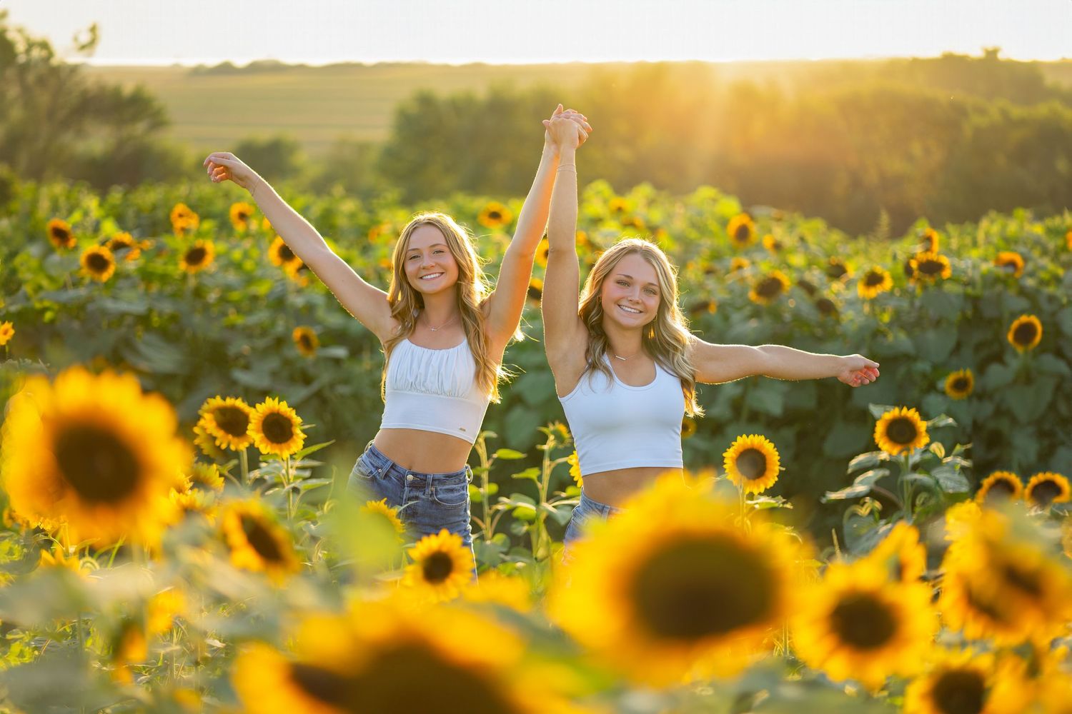 JE Images Sunflower Field