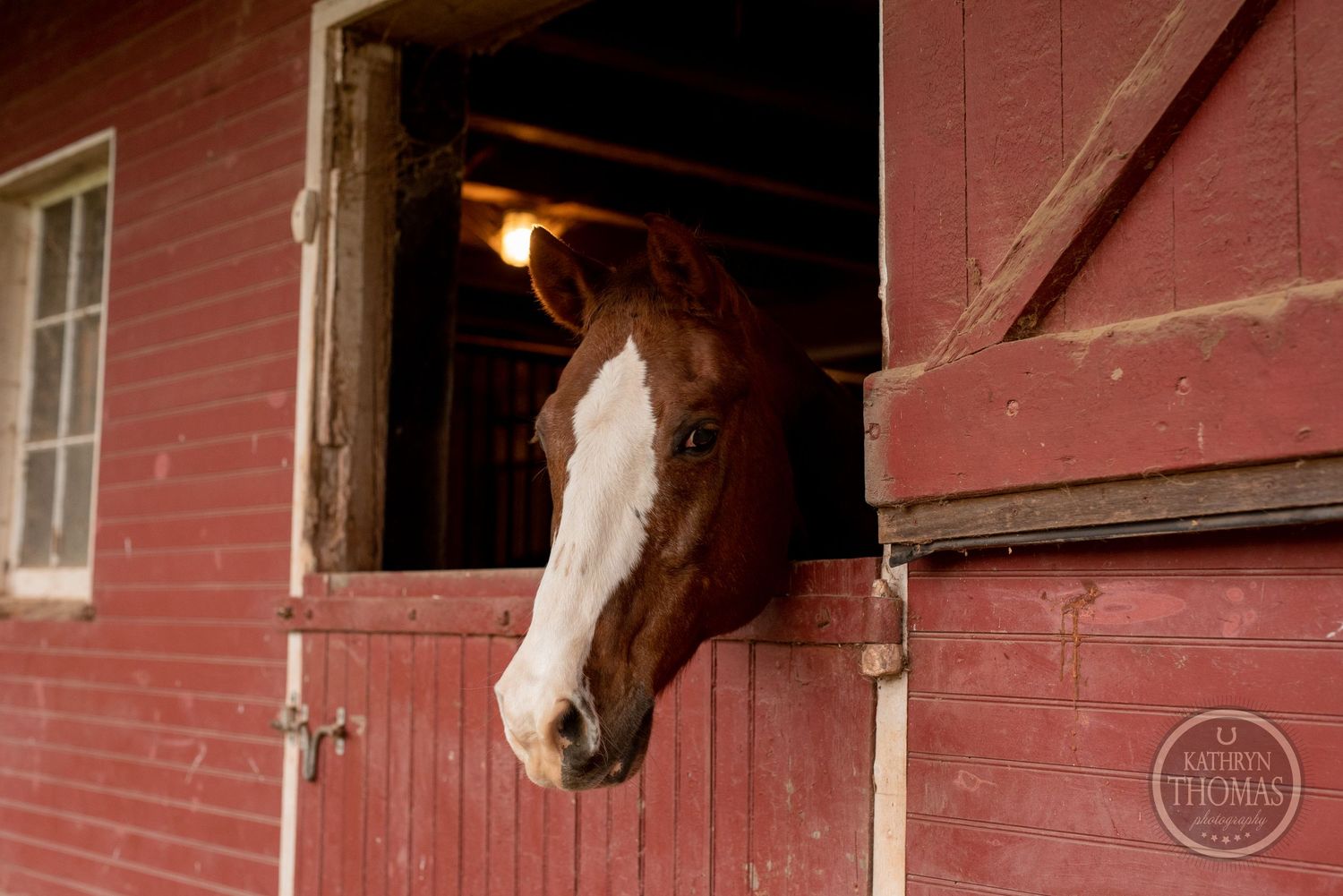 A chestnut horse with a white blaze looks out from its stall in a red barn.