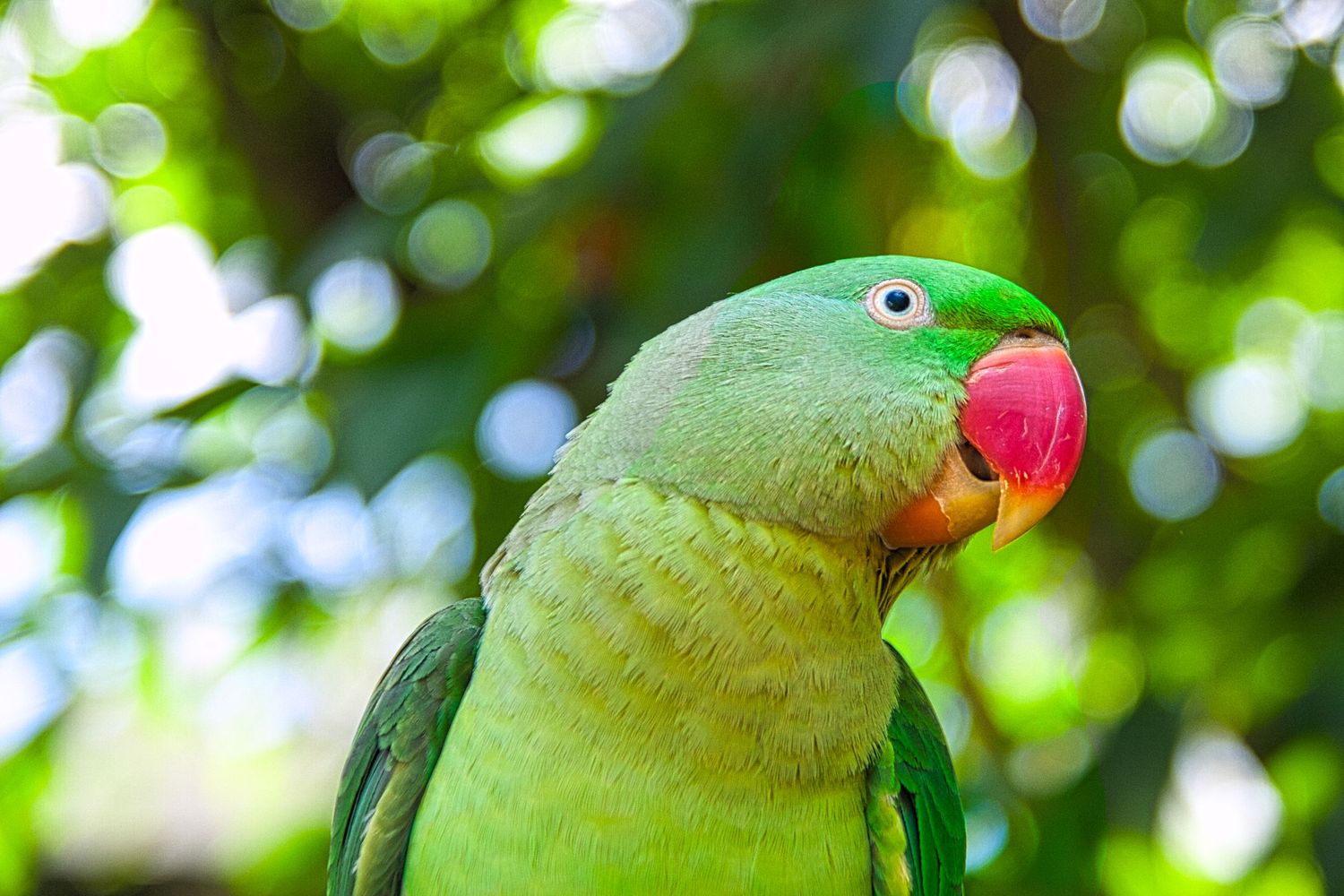Green Parrot - Jigsaw