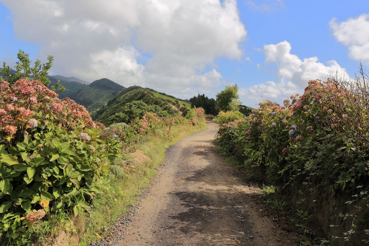 Dirt path winds between flowering bushes with green mountains visible in the distance.