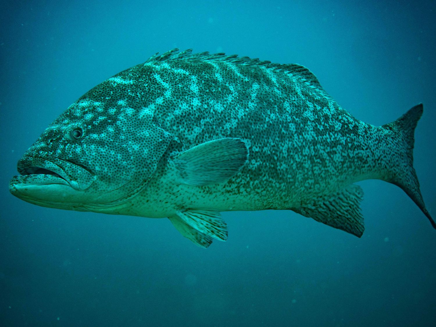 Grouper in Sea of Cortez