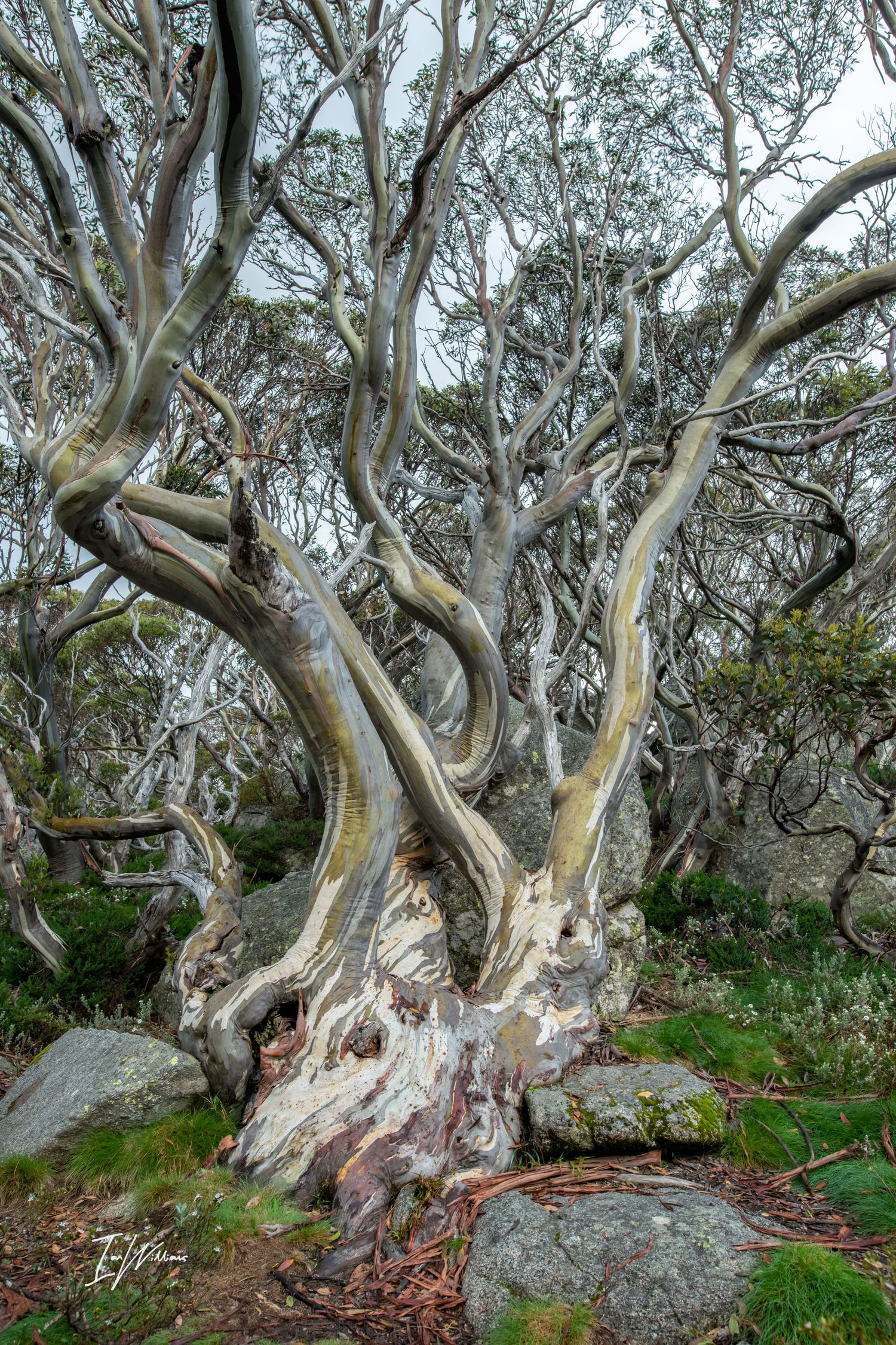 Snow gum