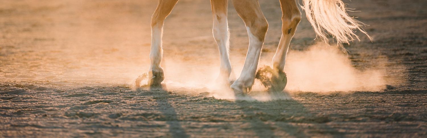 Fyra hästhovar i en dammig paddock i motljus gruset yr och det är mycket action