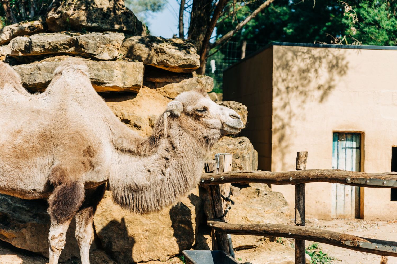A camel standing behind a wooden fence at a zoo enclosure.