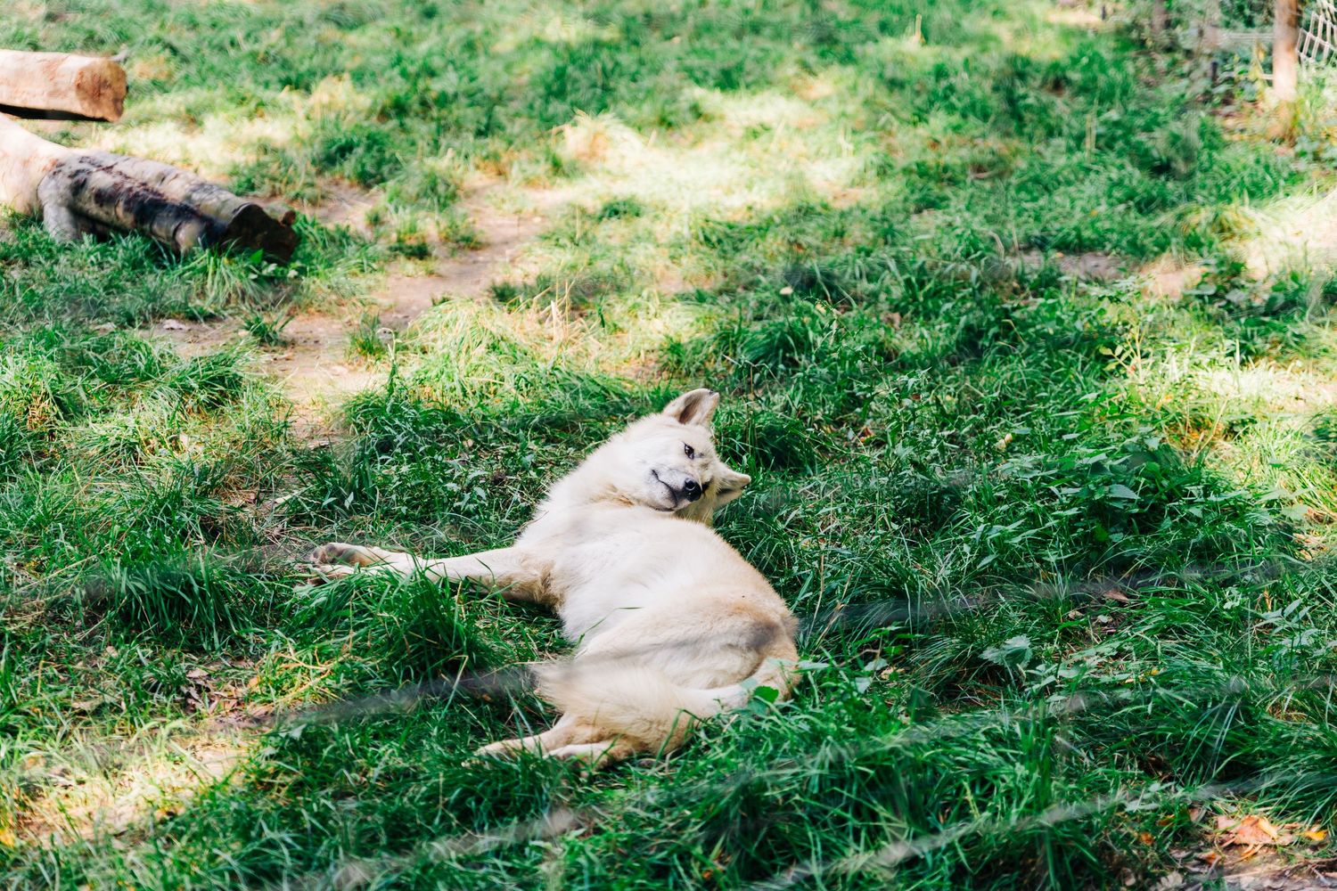 White wolf resting in grass under dappled sunlight.