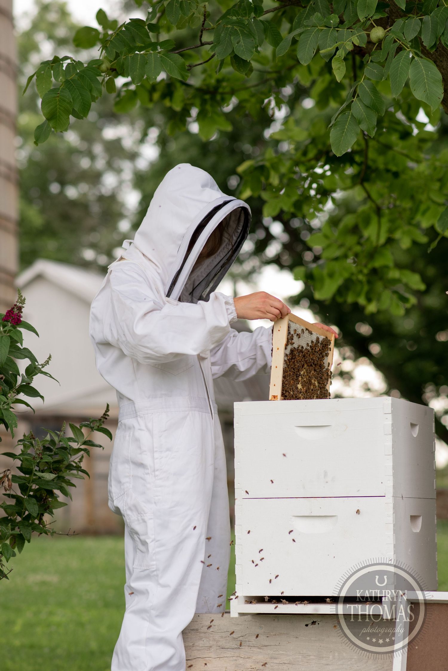 Beekeeper in protective gear inspects frames from white hive boxes under green foliage.