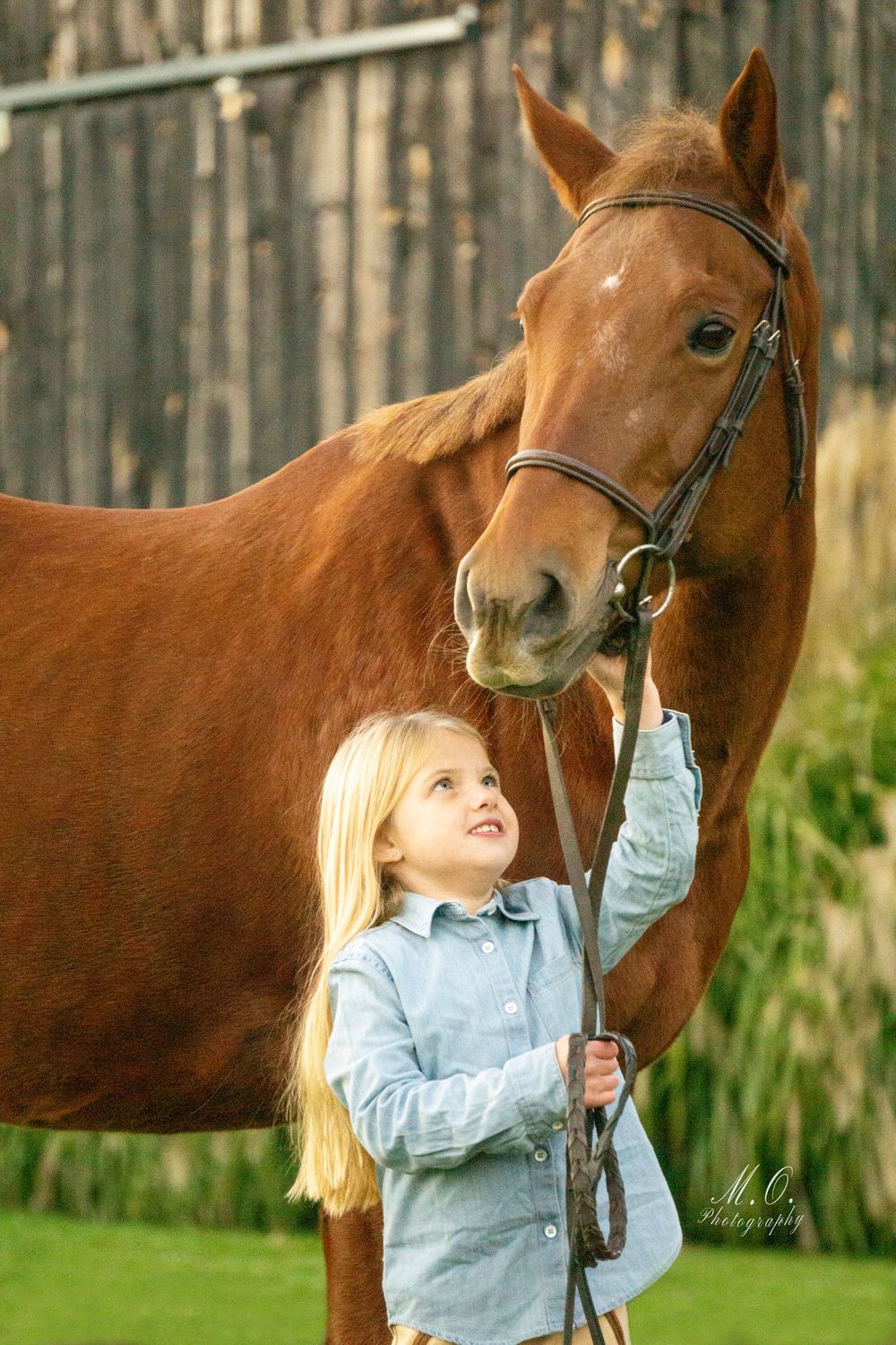 Equine photographer, Lehigh valley, black backgrounds, mo equine photography, horse and rider sessions, pet photography
