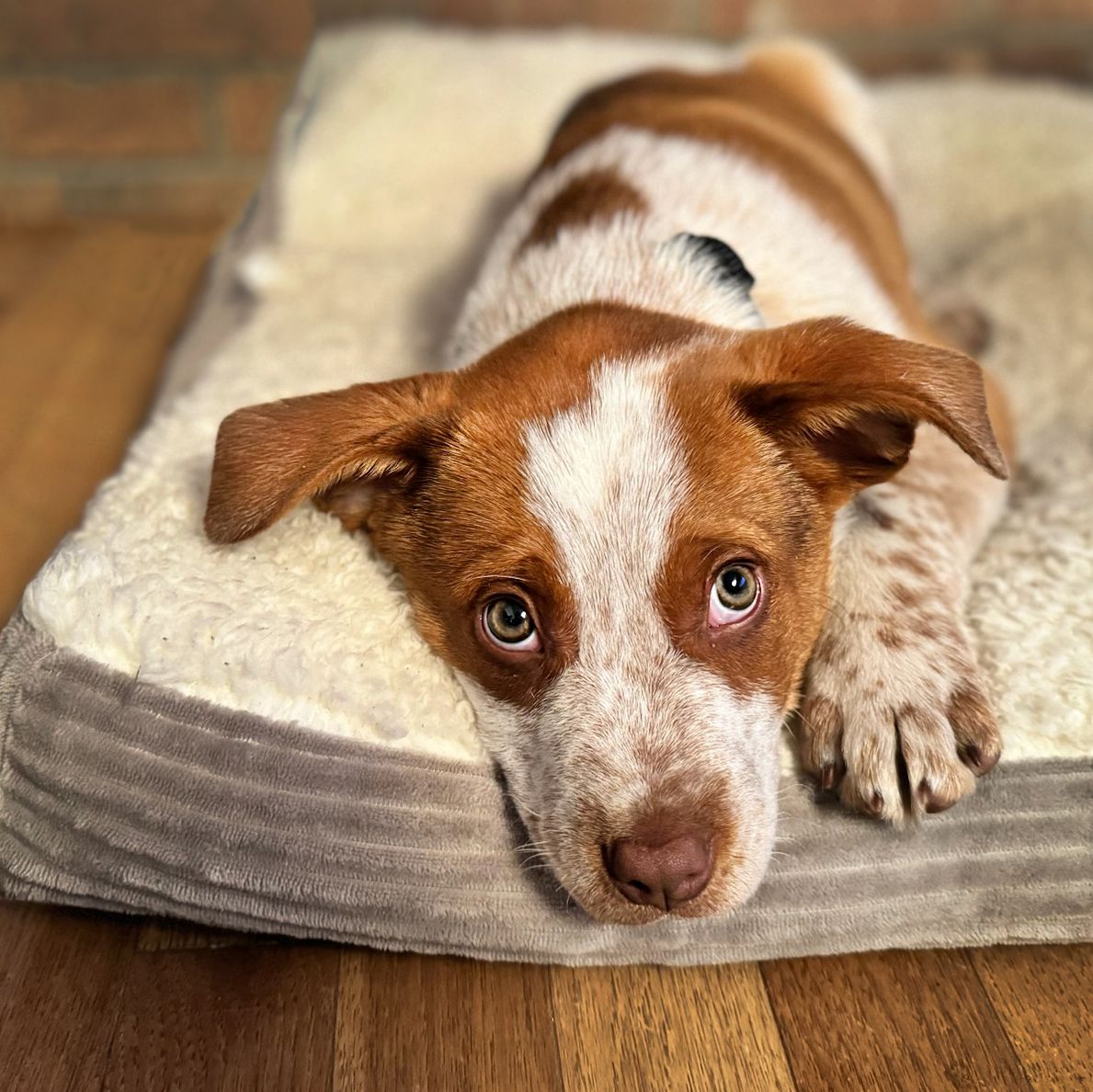 A young brown and white puppy laying on a pillow for the website WhiteFlamingoPhotos.com