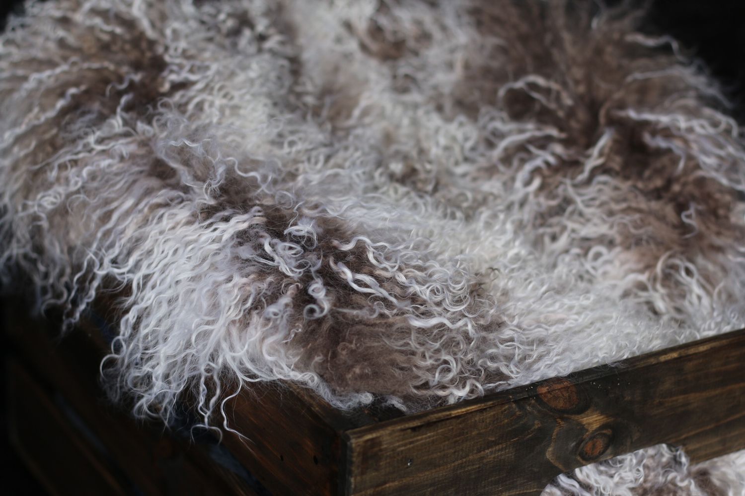 Close-up texture of fluffy gray fur on a wooden surface.