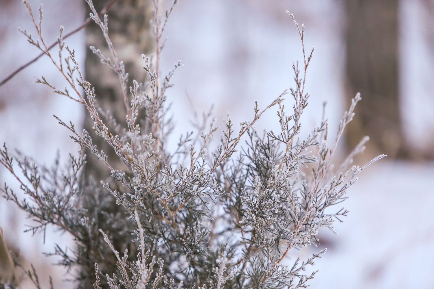 Frost on branches during Minnesota winter mini photography session