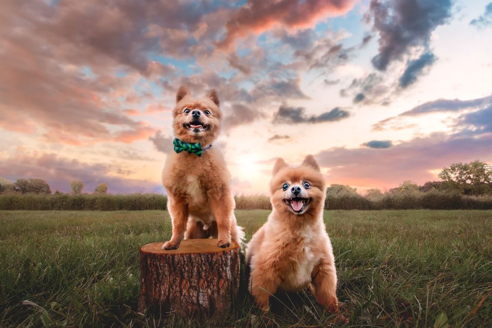 Two fluffy Pomeranian dogs pose together at sunset, one perched on a tree stump in a grassy field.