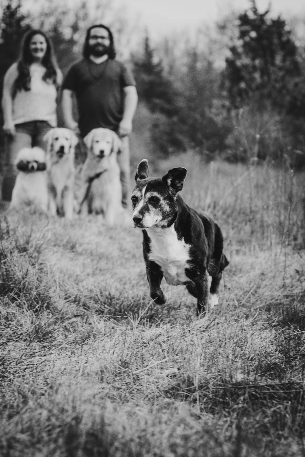 Black and white photo of a dog running ahead while two golden retrievers and owners watch in background.