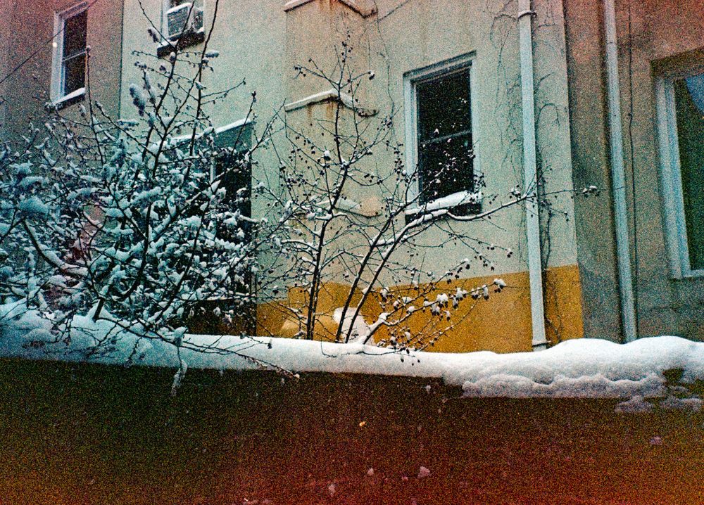 Snow covered branches against a building with yellow painted walls and windows in winter.