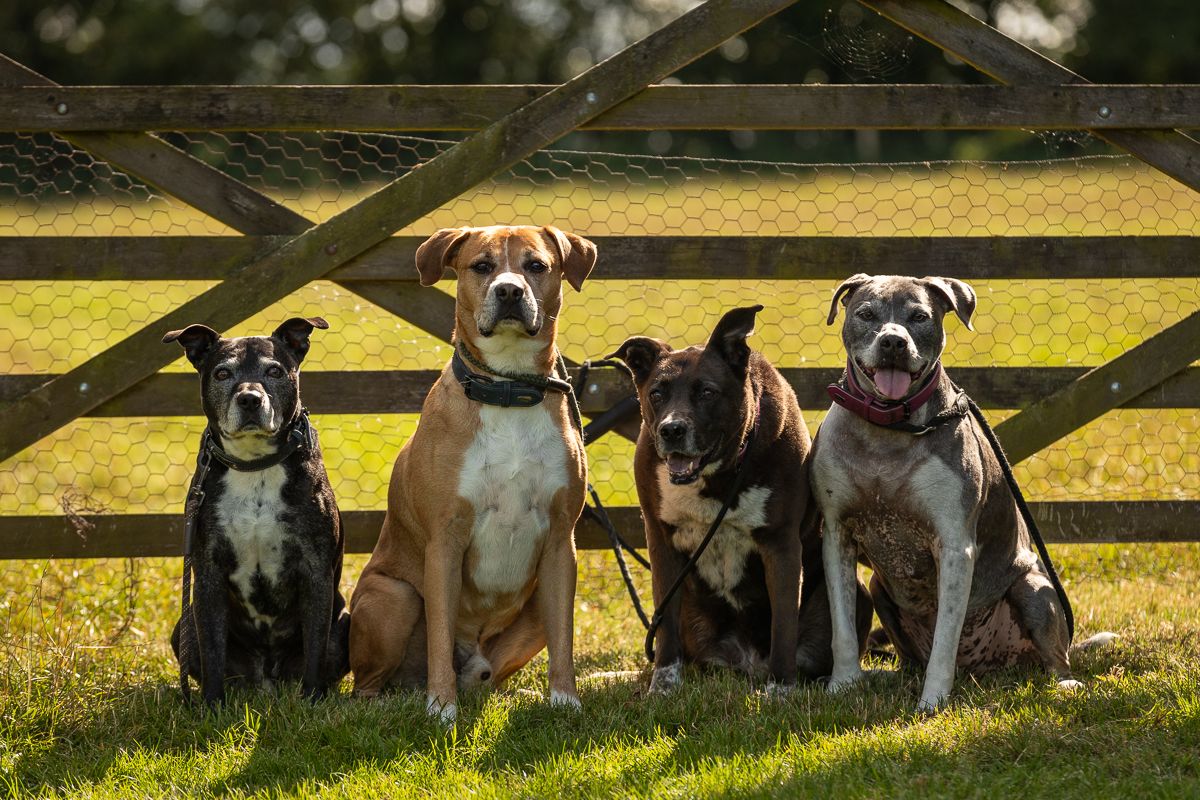 Four well-trained dogs sitting attentively in front of a yellow wooden fence.