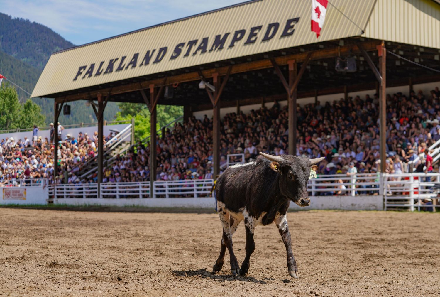 Central Alberta Rodeo Photographer