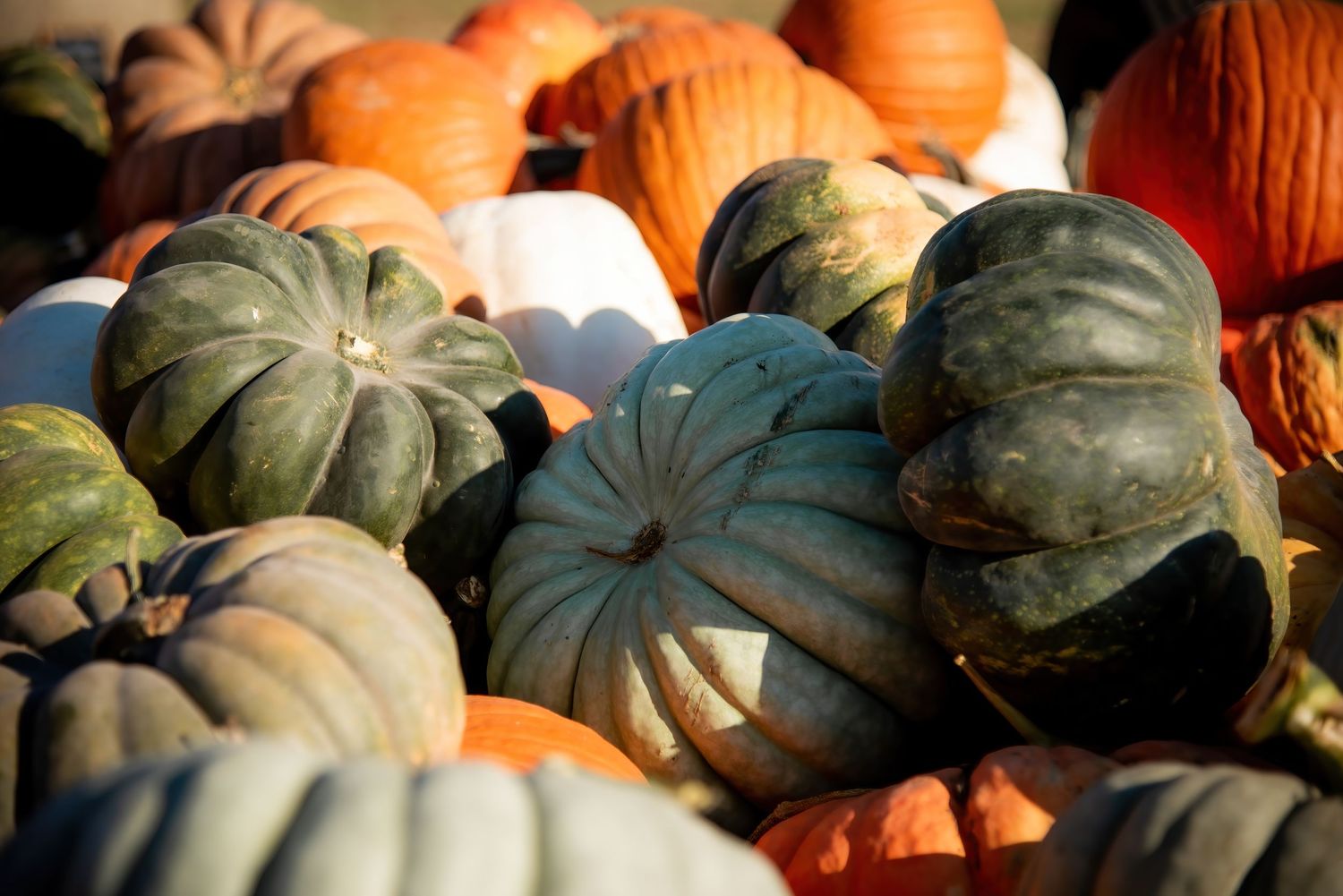Pumpkin Patch Mini Sessions in Waco, Texas with Natalia Burrows Photography