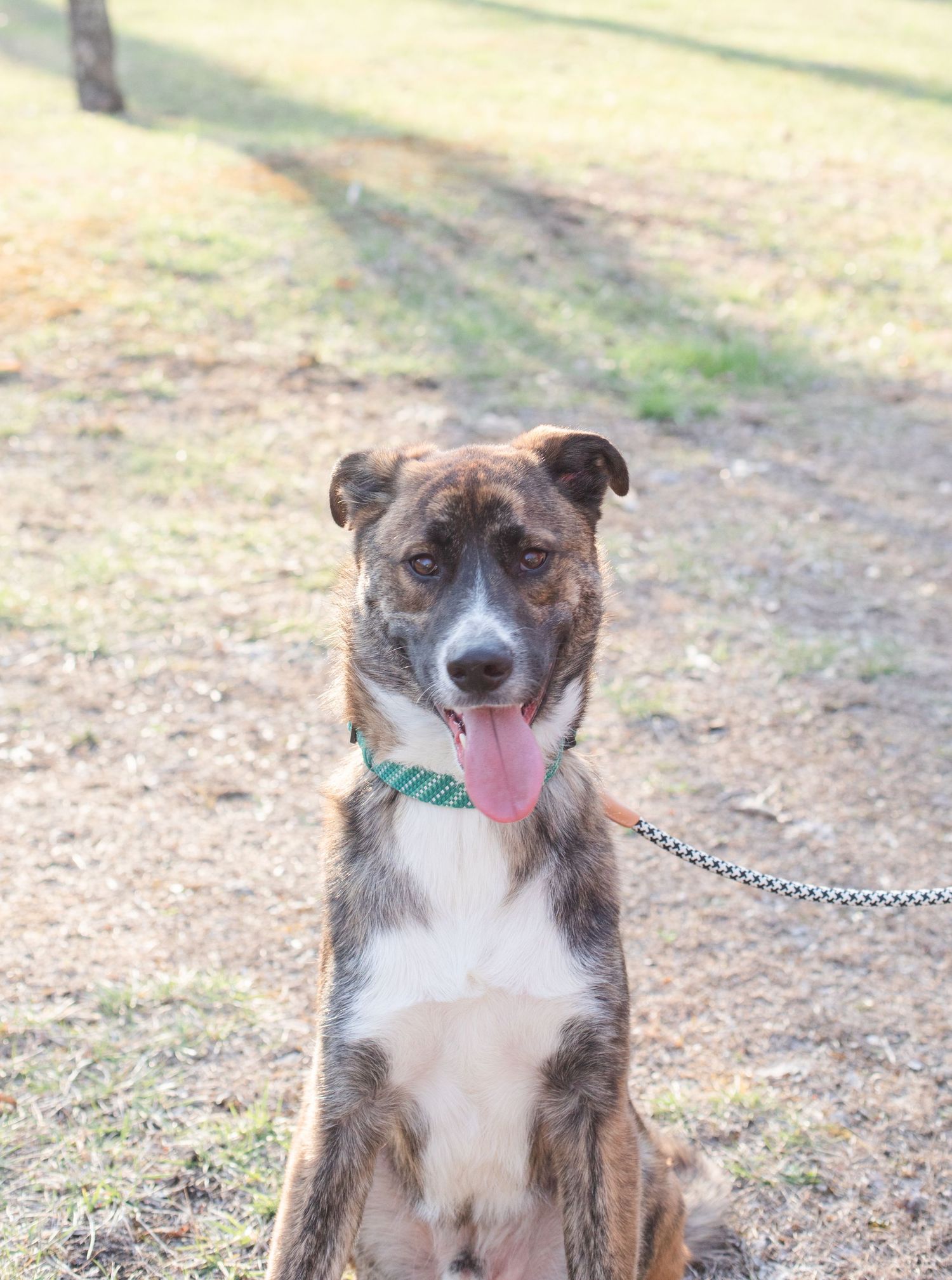 A happy brown and white dog with a spotted coat smiles at the camera while wearing a leash.