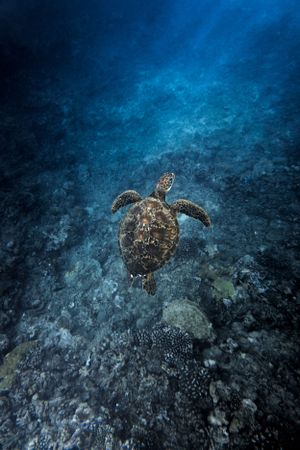 Underwater turtle