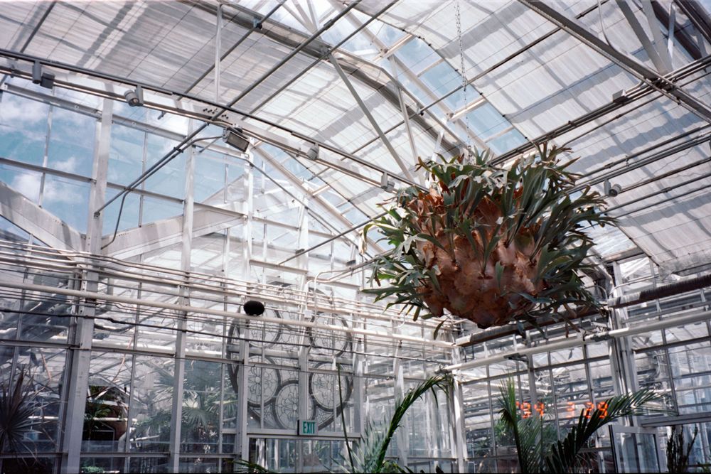 Interior of a greenhouse with hanging plants and glass ceiling structure.
