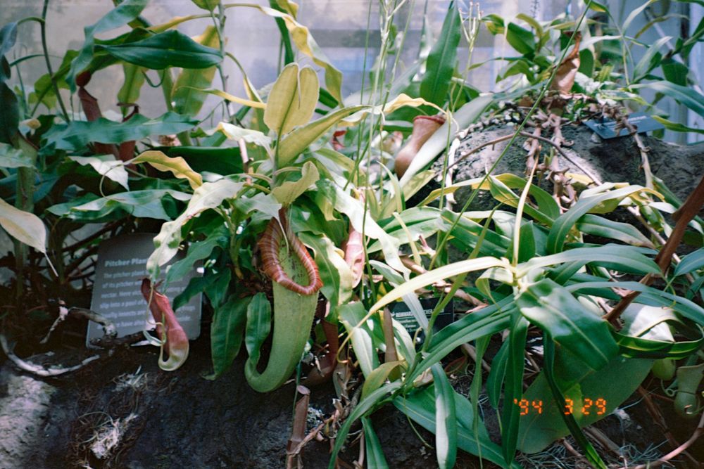 Tropical plants with long green leaves growing in a naturalistic garden setting.