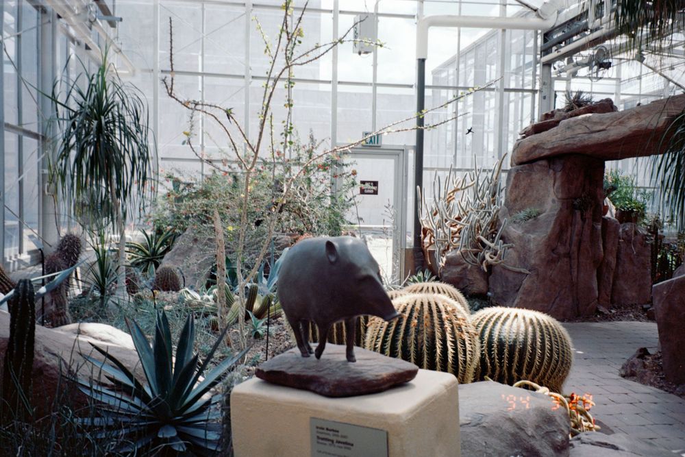 Desert garden display featuring various cacti and succulents in a conservatory setting.