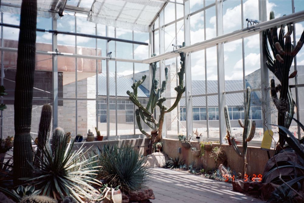 Sunlit greenhouse interior with tall cacti and desert plants against glass walls.