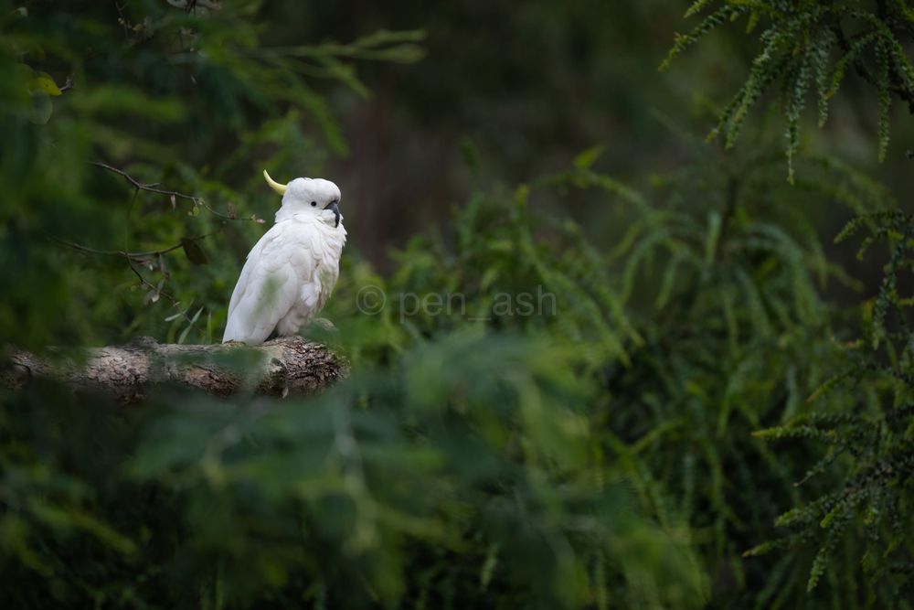Sulfur  crested cockatoo