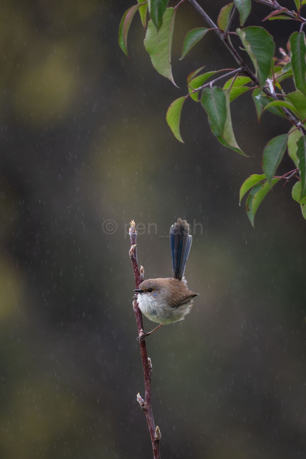 Superb fairywren (male), non-breeding plumage