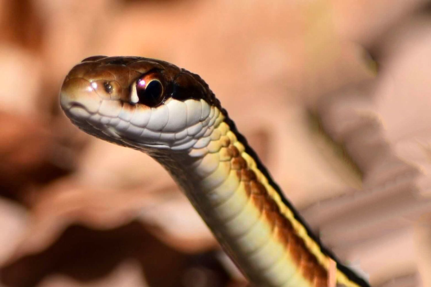 Gone herping