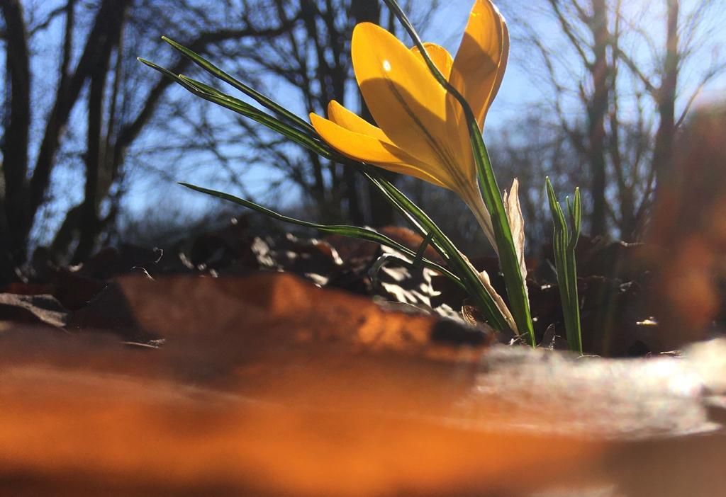 Lensflare van Fleur