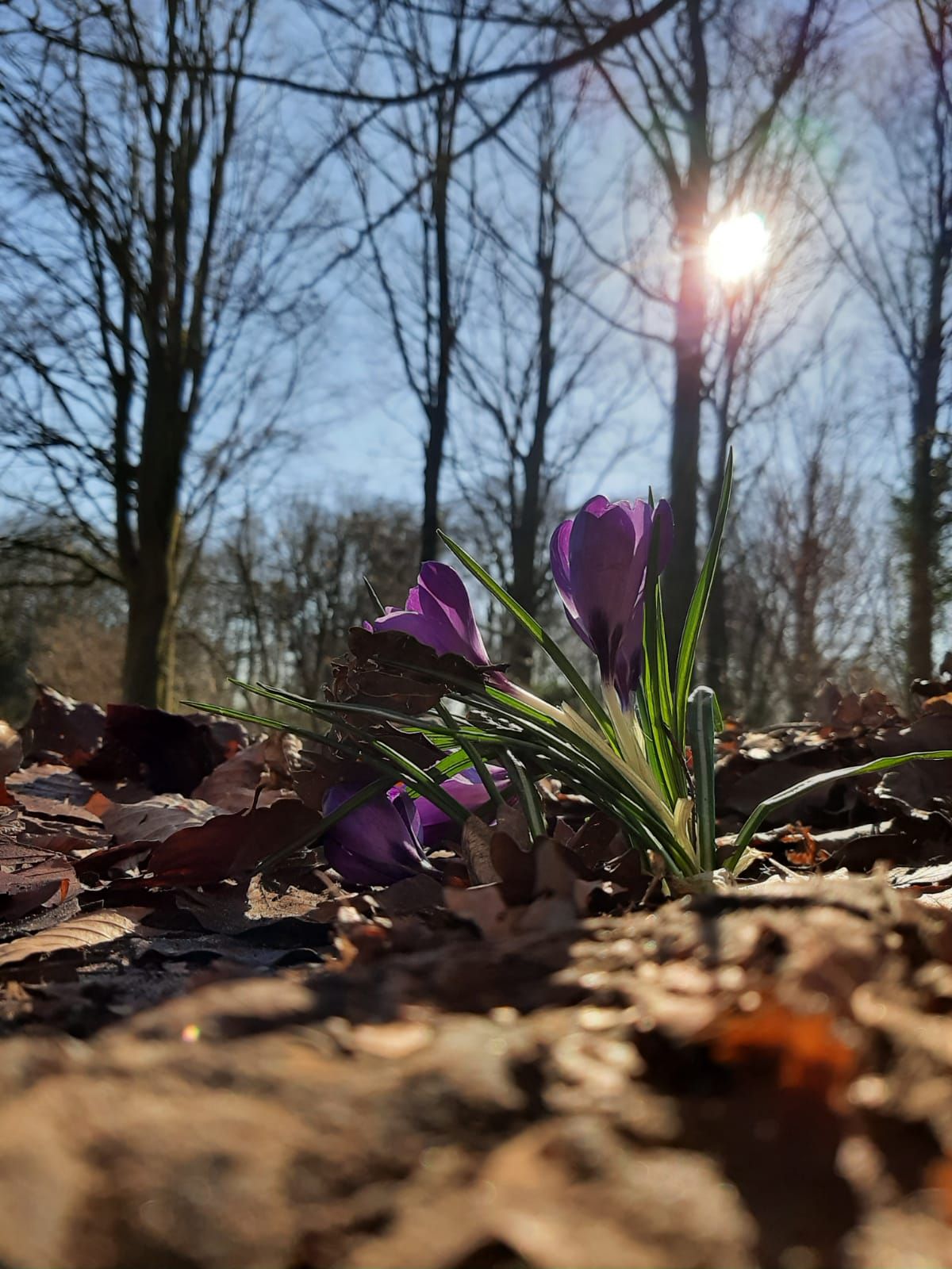 Lensflare door Thijmen