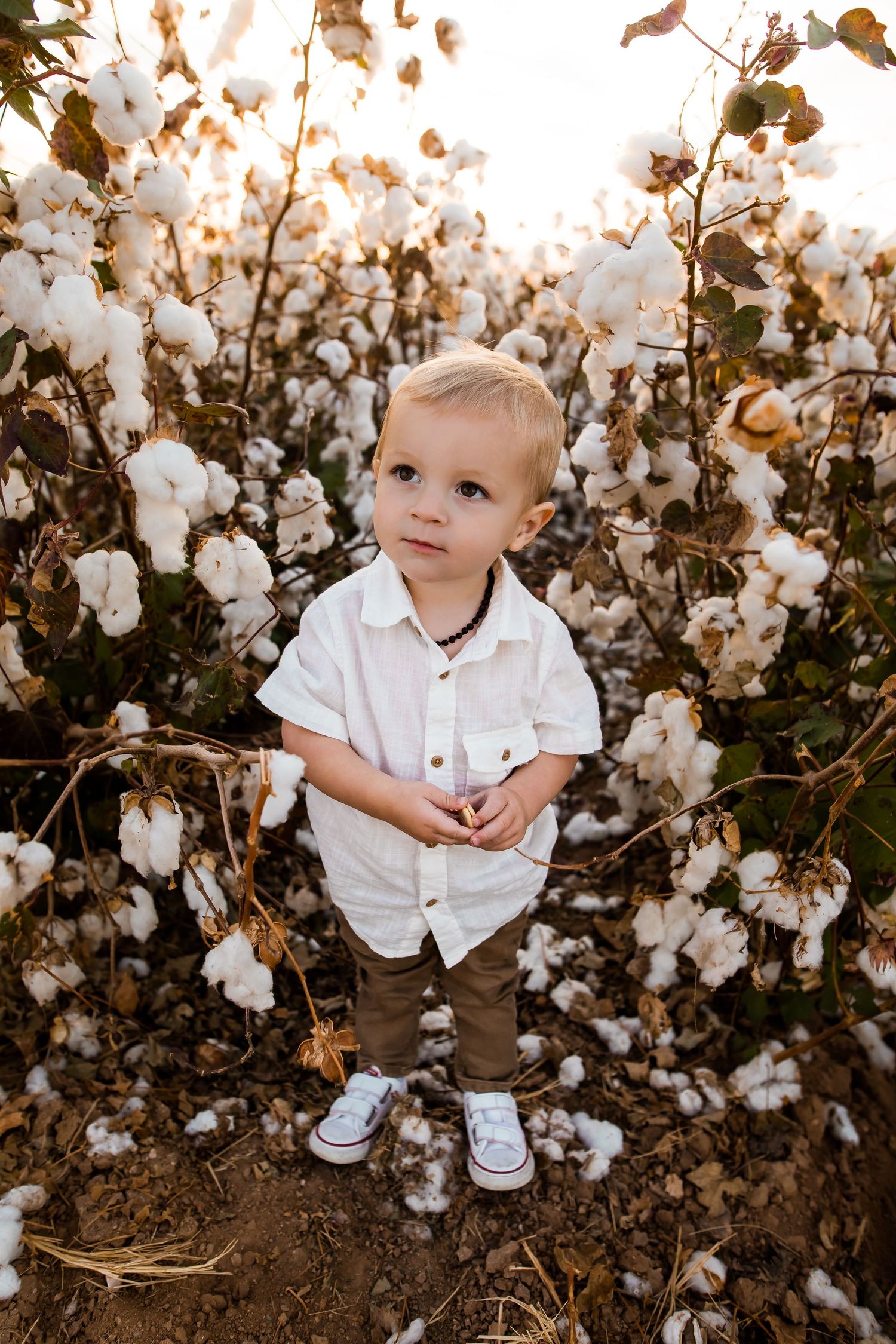 Cute toddler boy playing in the cotton fields at sunset in Phoenix Arizona during their family photo session.