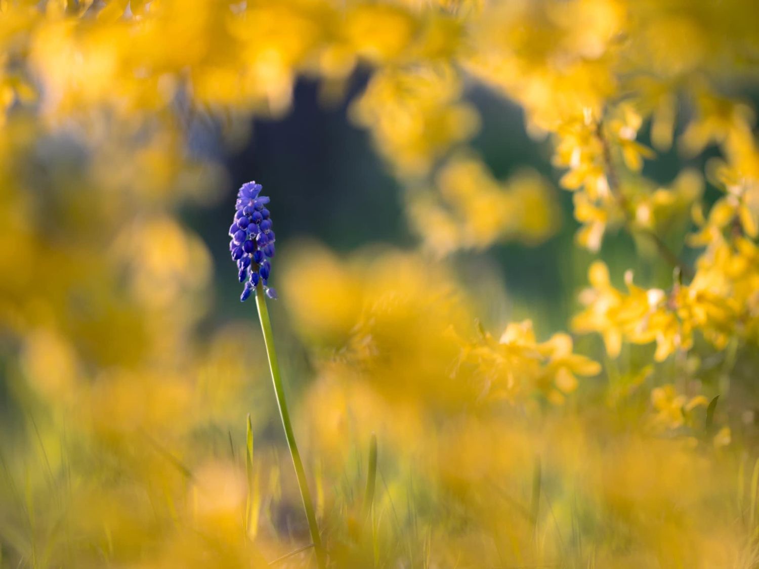 Yellow wildflowers in a meadow with purple grape hyacinths in soft focus.
