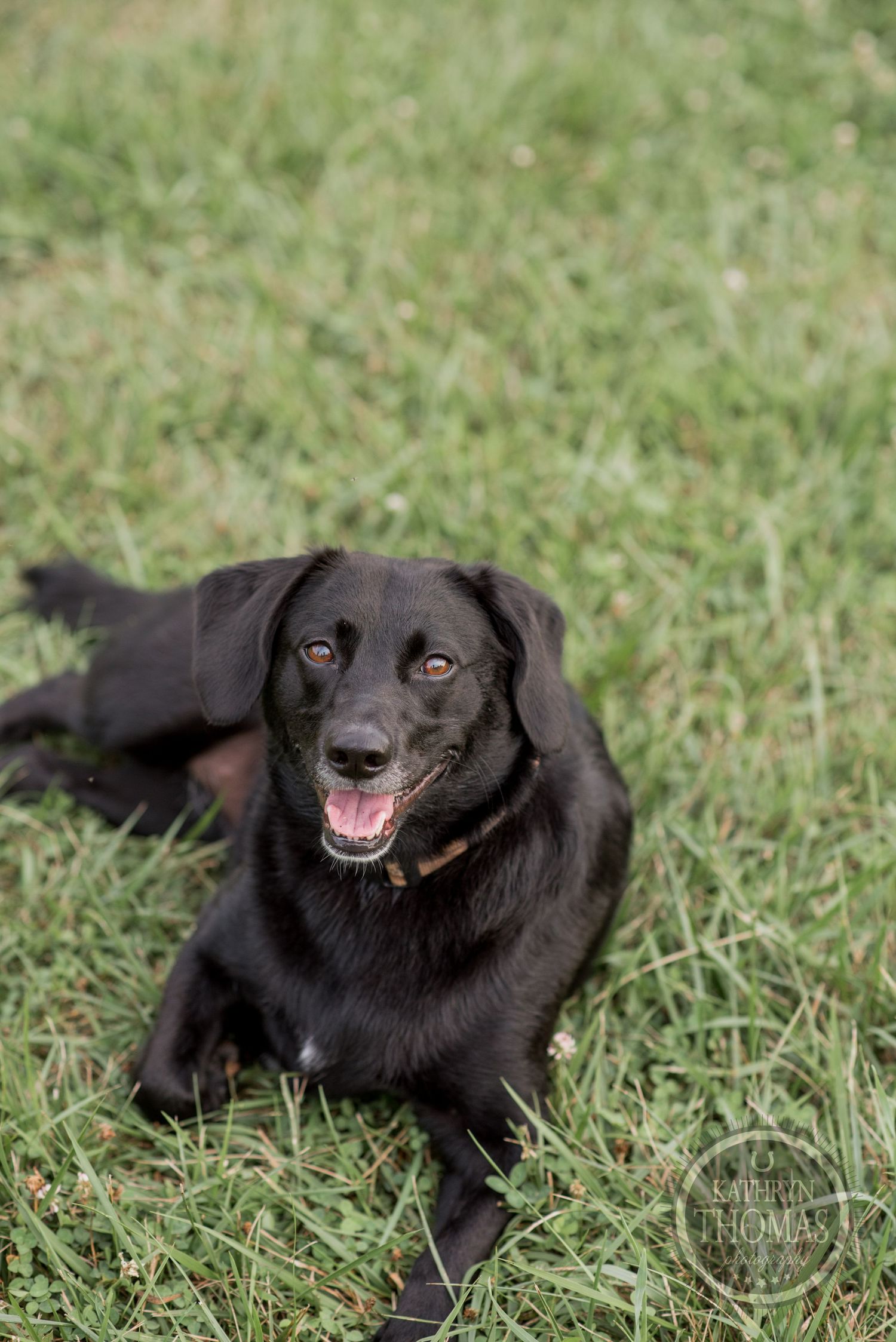 Happy black Labrador dog lying on grass with a cheerful expression.