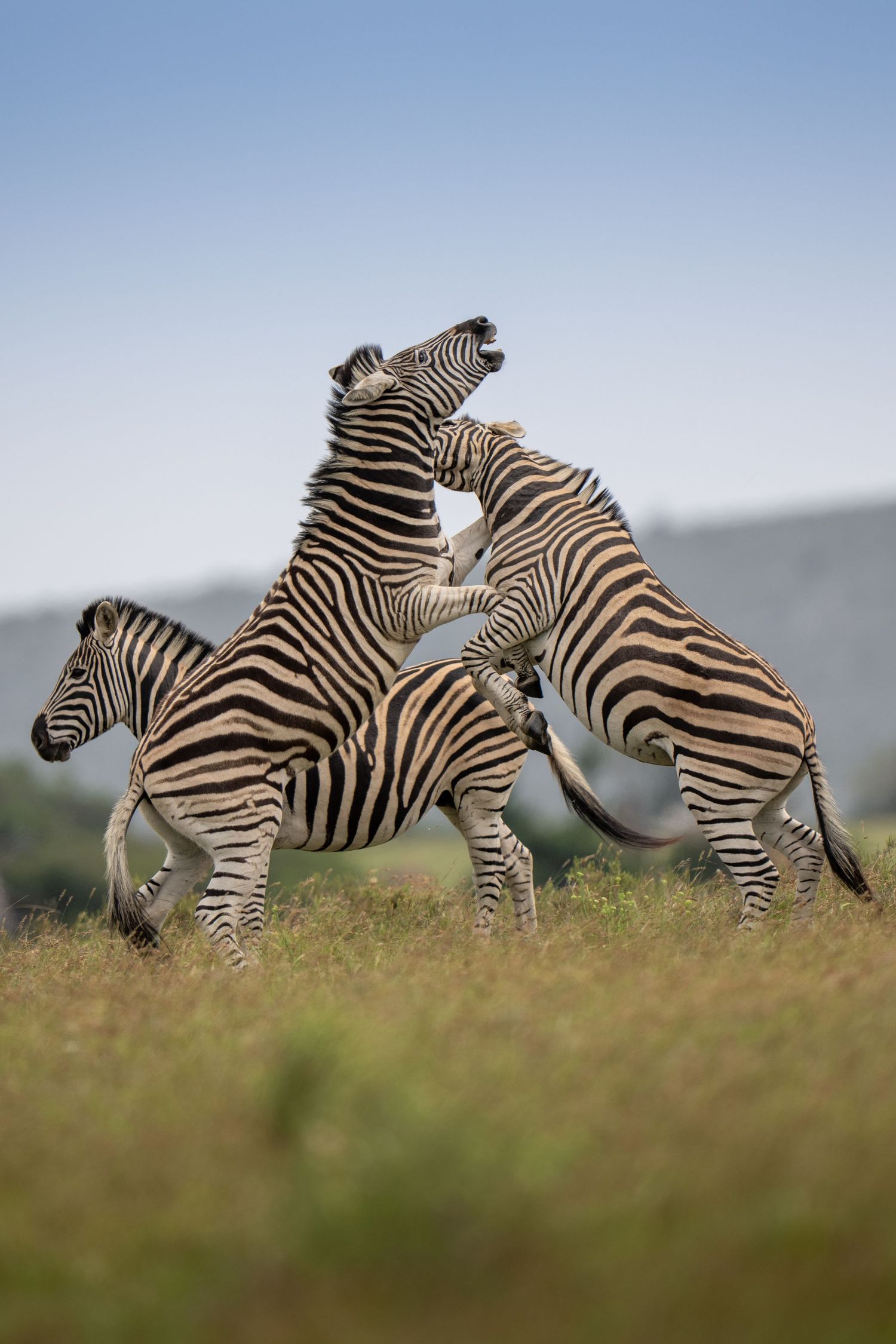 Sequence of zebras fighting and kicking in golden grassland during territorial dispute.