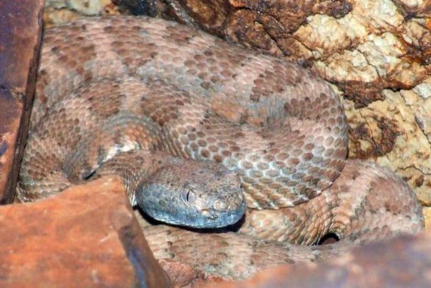 Gone herping