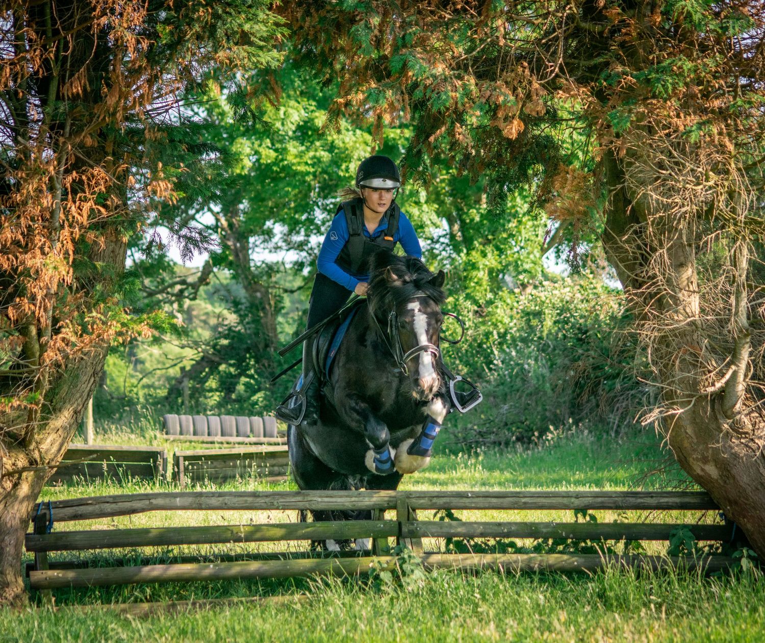 Panoramic sequence showing horse jumping between trees in wooded equestrian course.