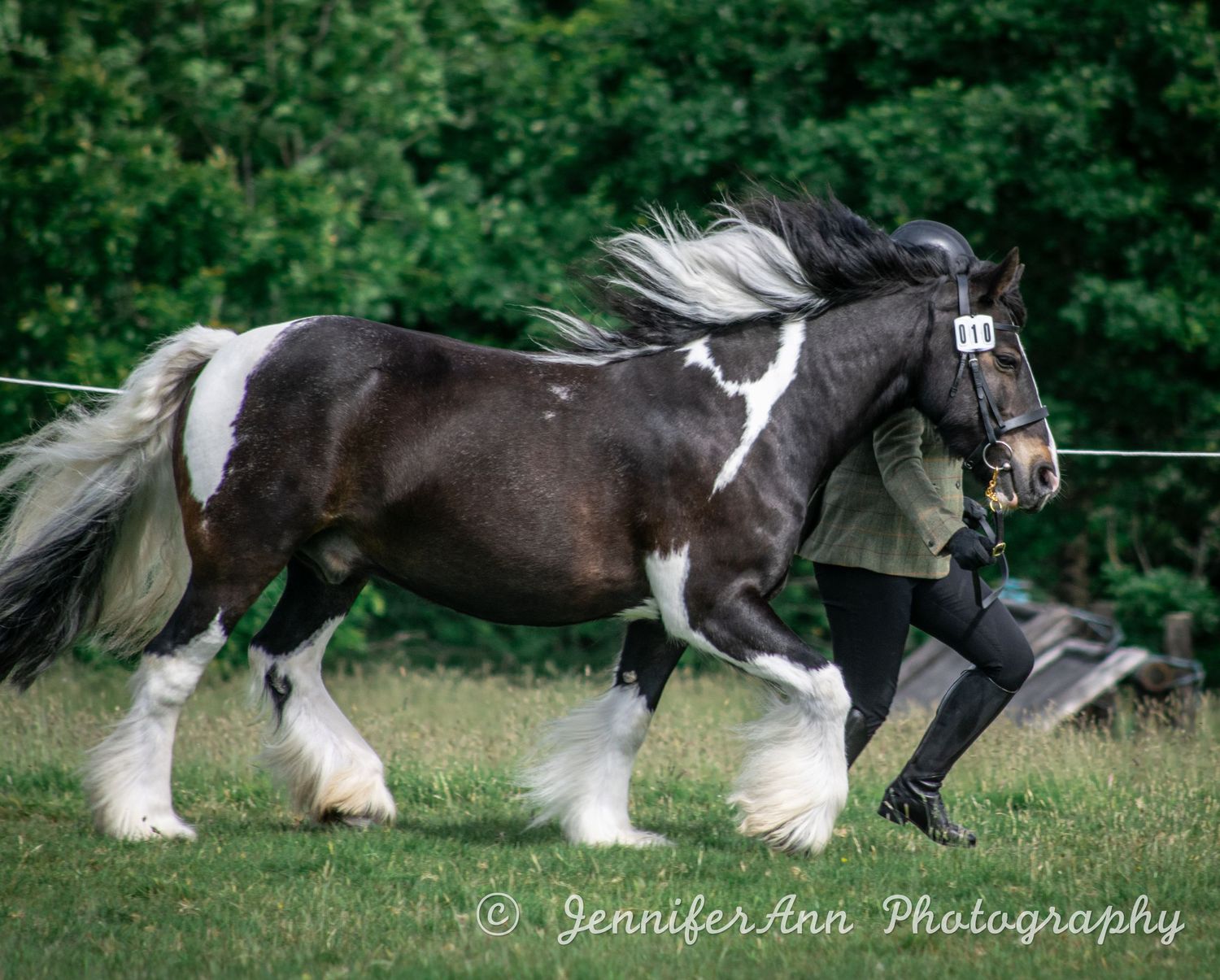 Series showing black and white spotted draft horses trotting in sequence across grassy field.