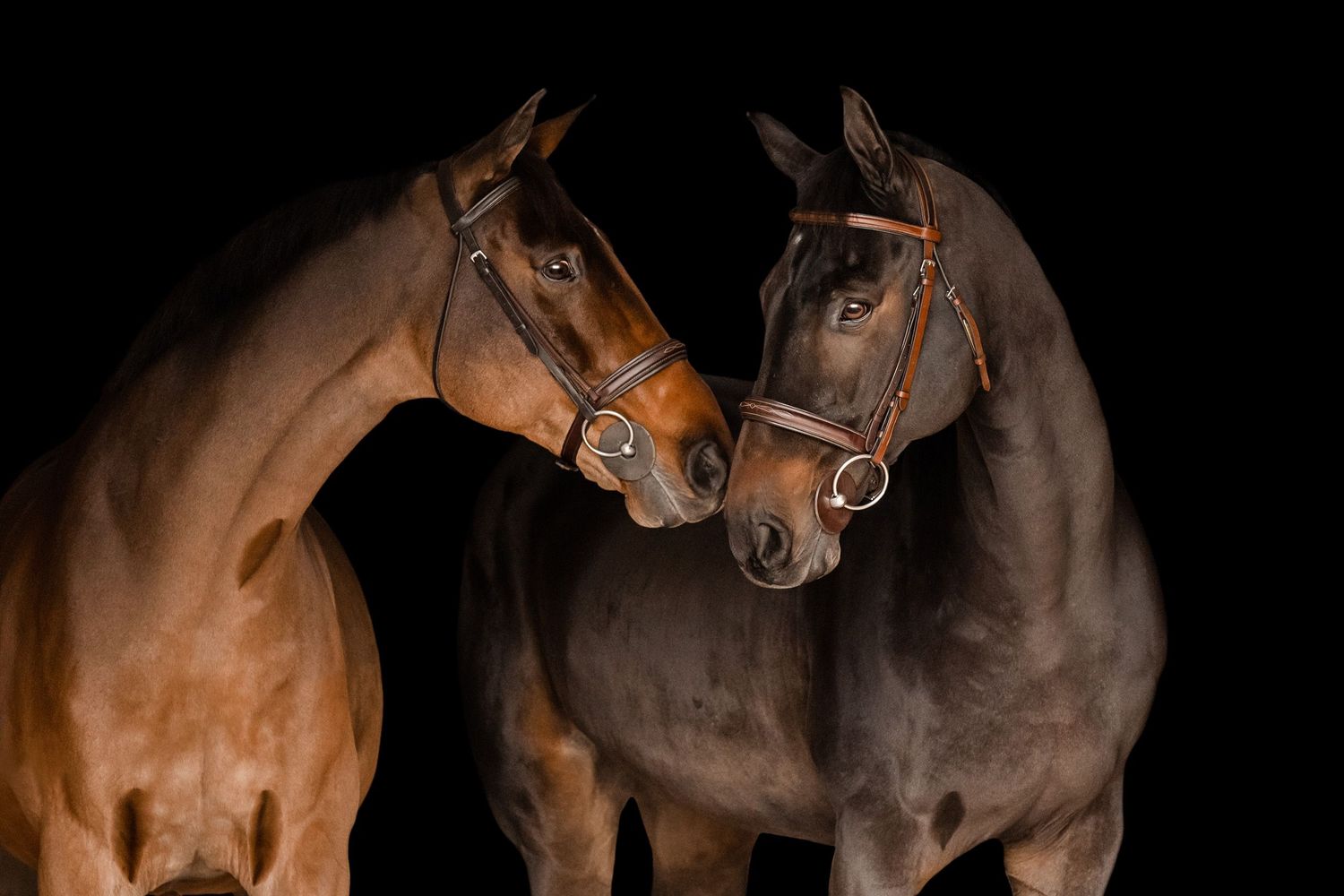 Bay warmblood horses portrait