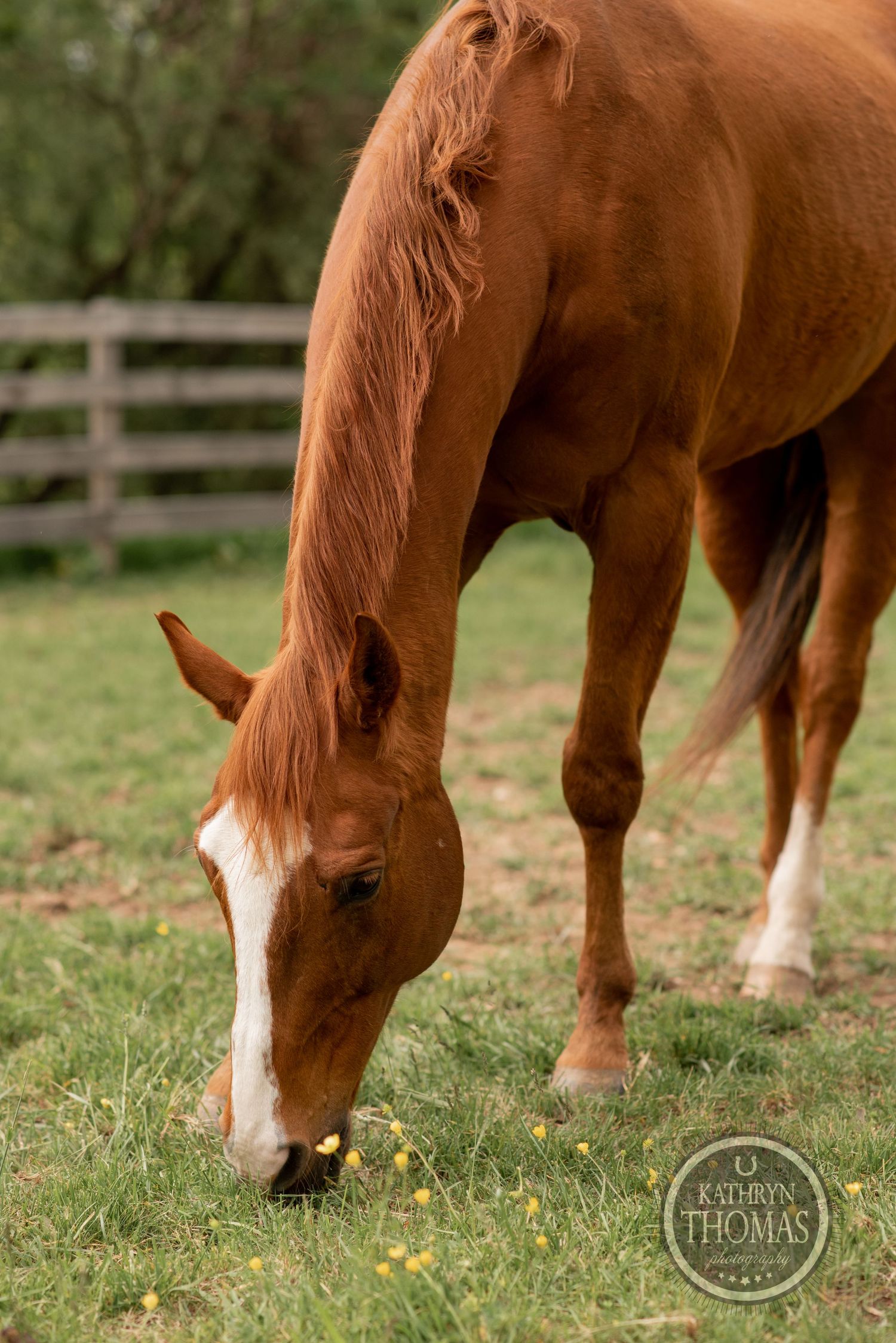 A chestnut horse with white markings grazes on grass in a fenced pasture.