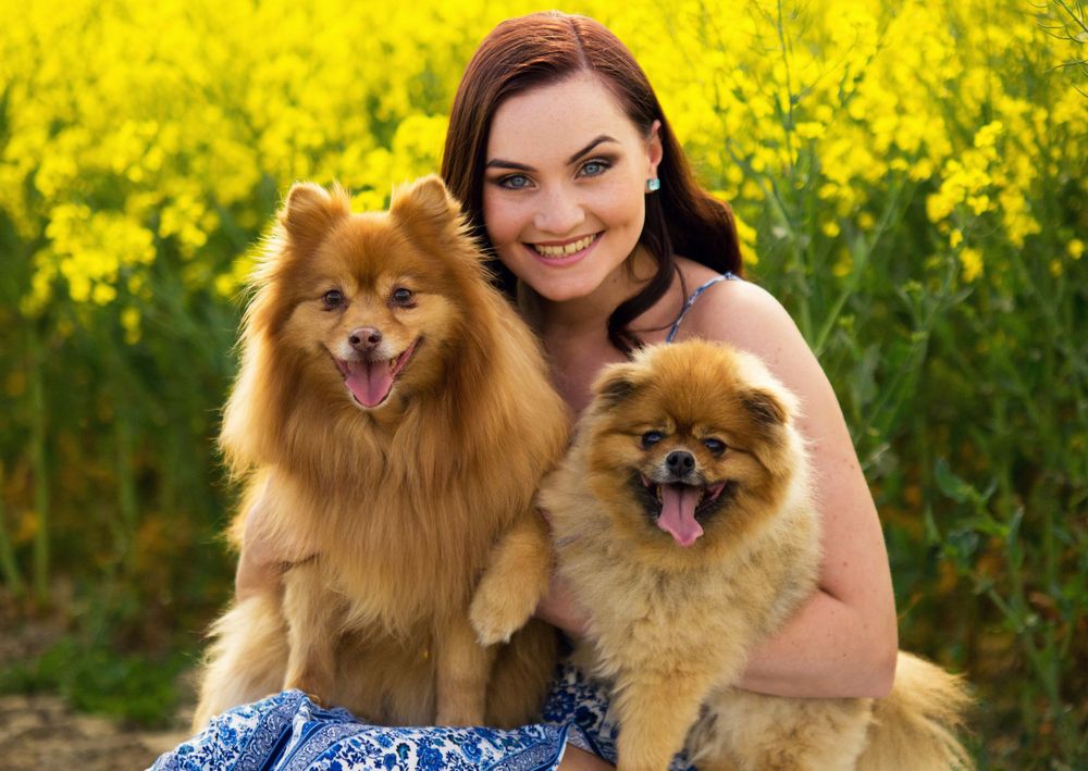 Two happy Pomeranian dogs posing with their owner in a vibrant yellow canola flower field.