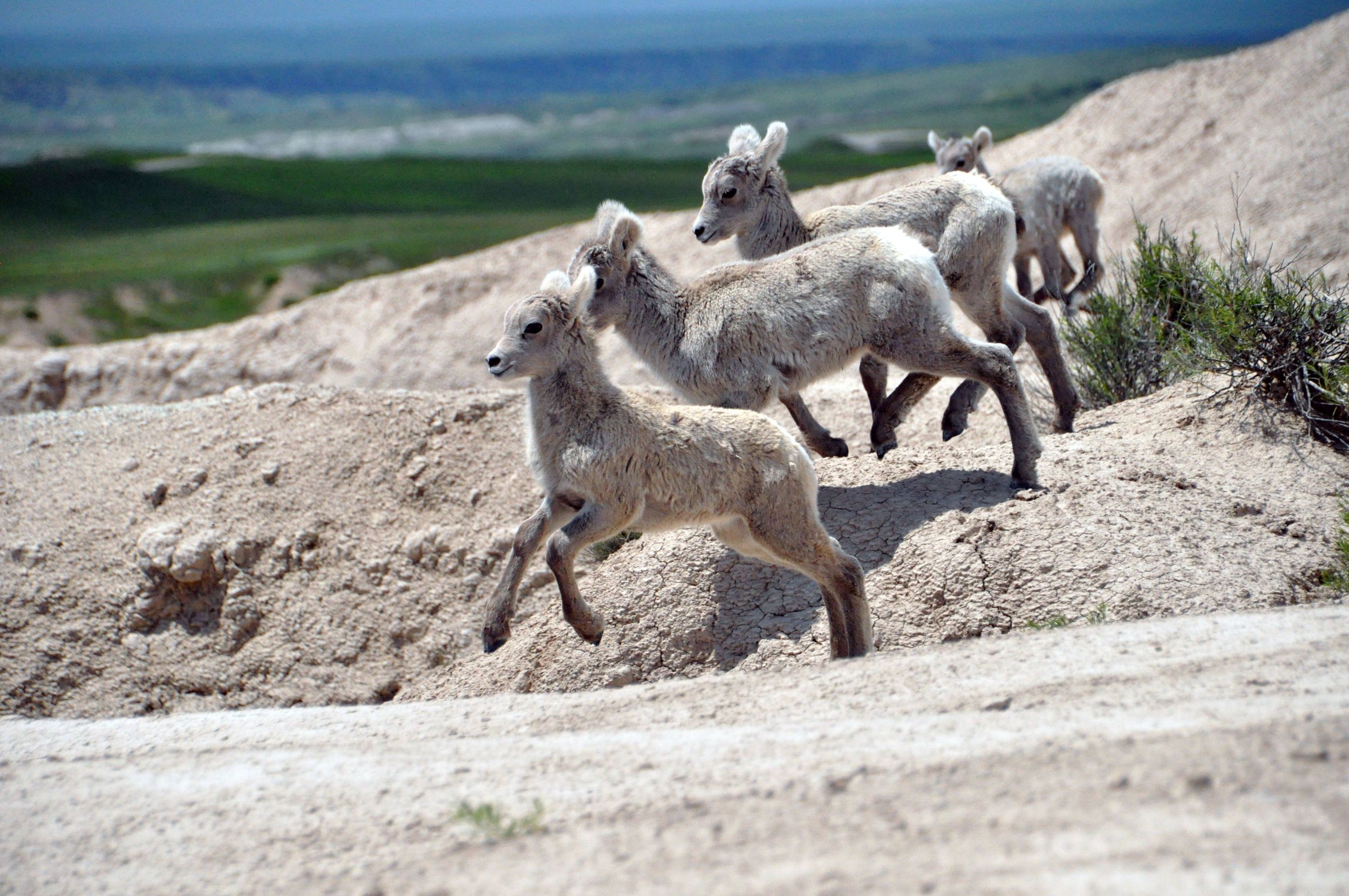 Bighorn Sheep Lambs